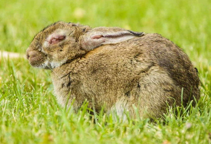 Detectan brotes de mixomatosis en Conejos en Chacabuco
