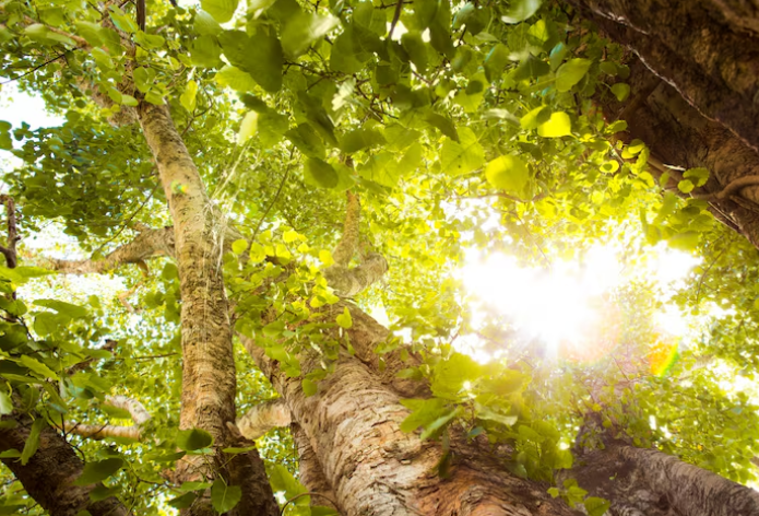 Tiltil se prepara para días cálidos y mañanas frescas: revisa el pronóstico semanal